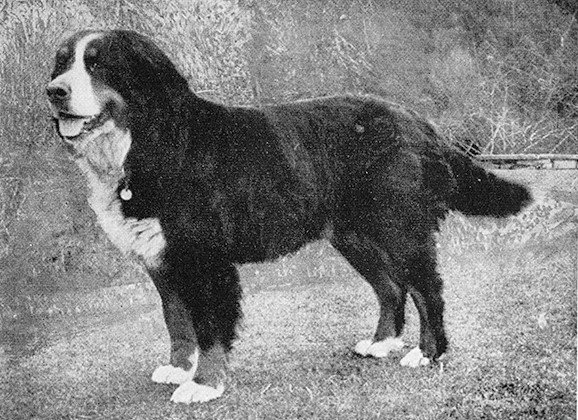 Історія породи – бернський зенненхунд