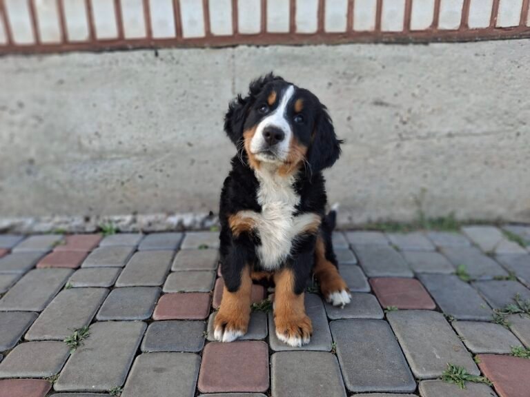 Соціалізація цуценят: як виховати надійного друга